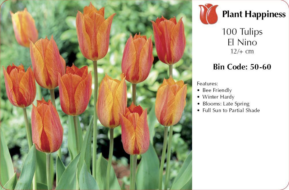 TULIP EL NINO - CASE OF 100