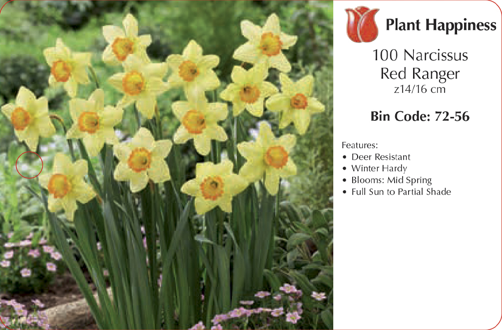 DAFFODIL RED RANGER - CASE OF 100