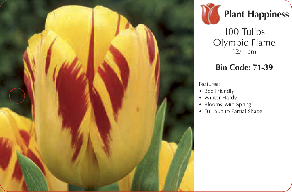 TULIP OLYMPIC FLAME - CASE OF 100