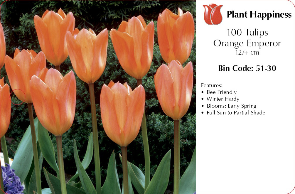 TULIP ORANGE EMPEROR - CASE OF 100