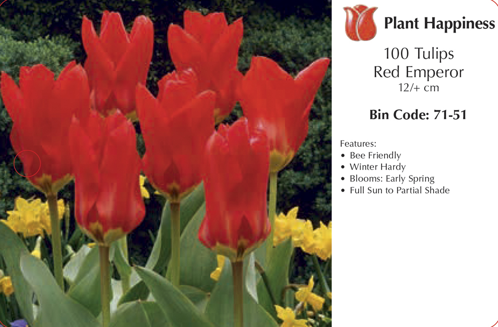 TULIP RED EMPEROR - CASE OF 100