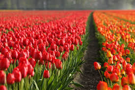 Fall Bulbs