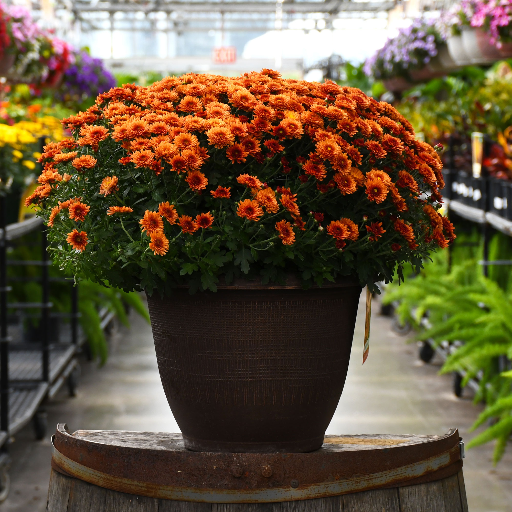 13" MUM ORANGE/BRONZE