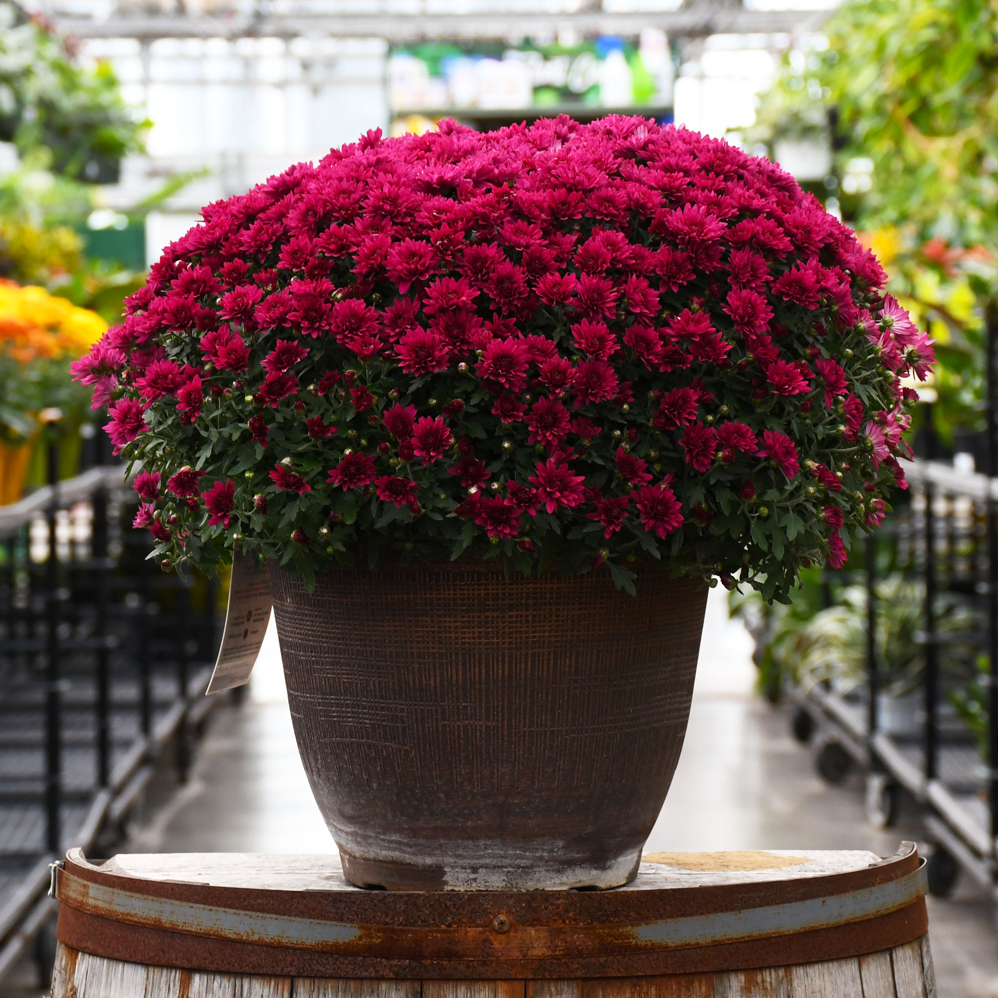 13" MUM PURPLE