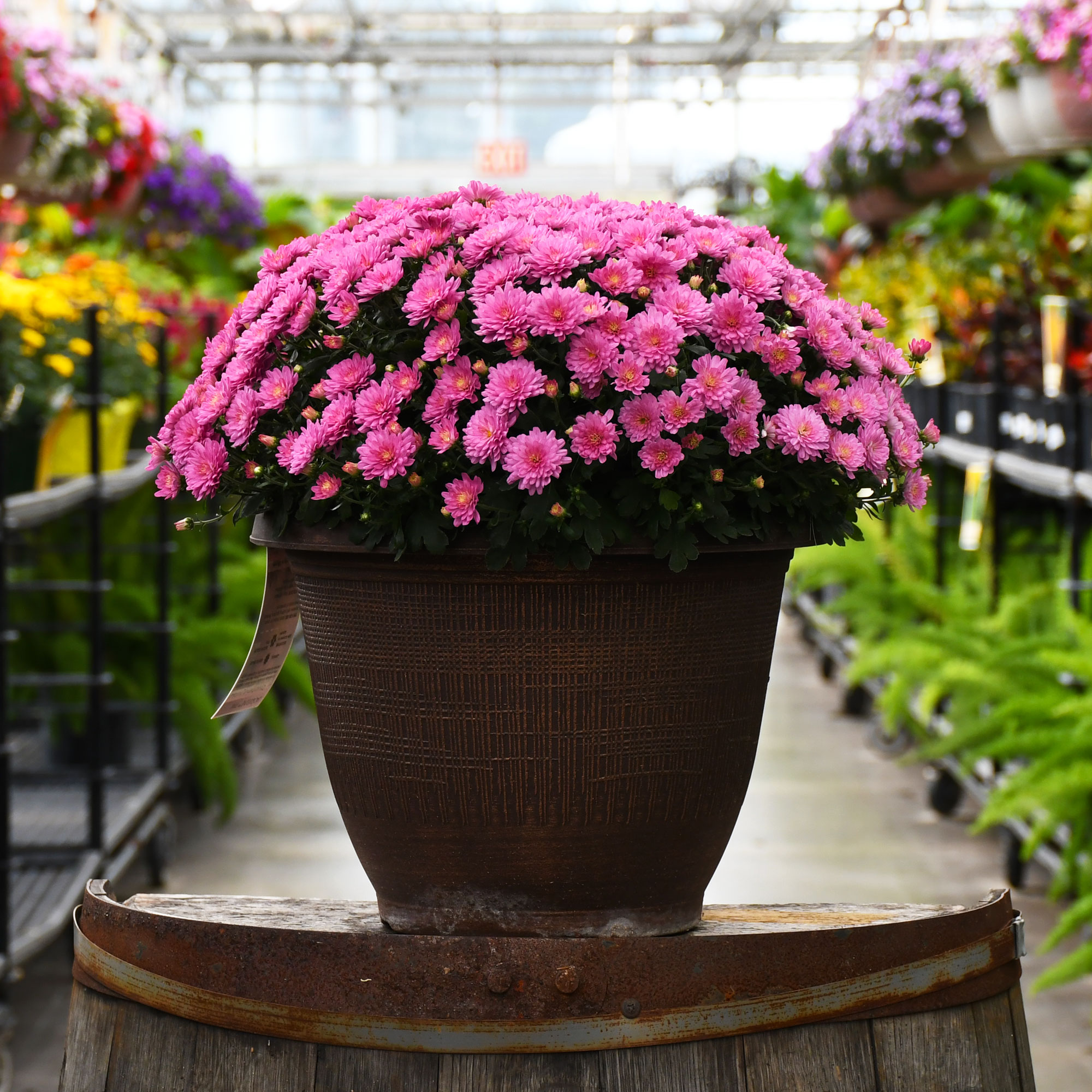 13" MUM PINK