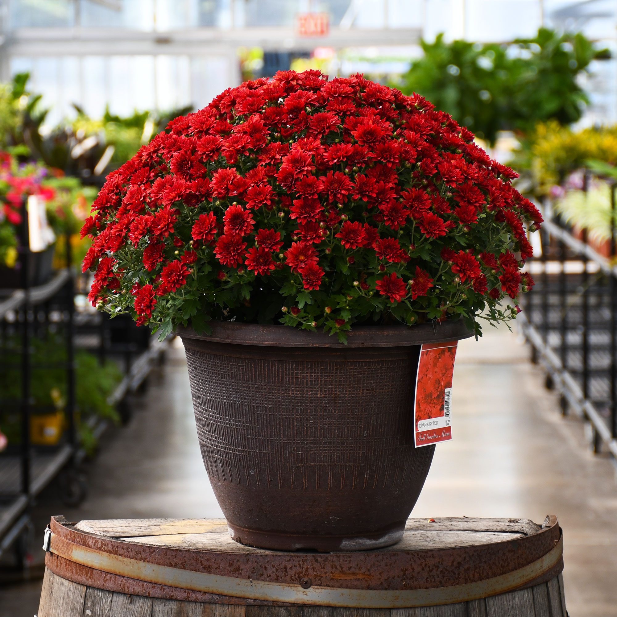 13" MUM RED
