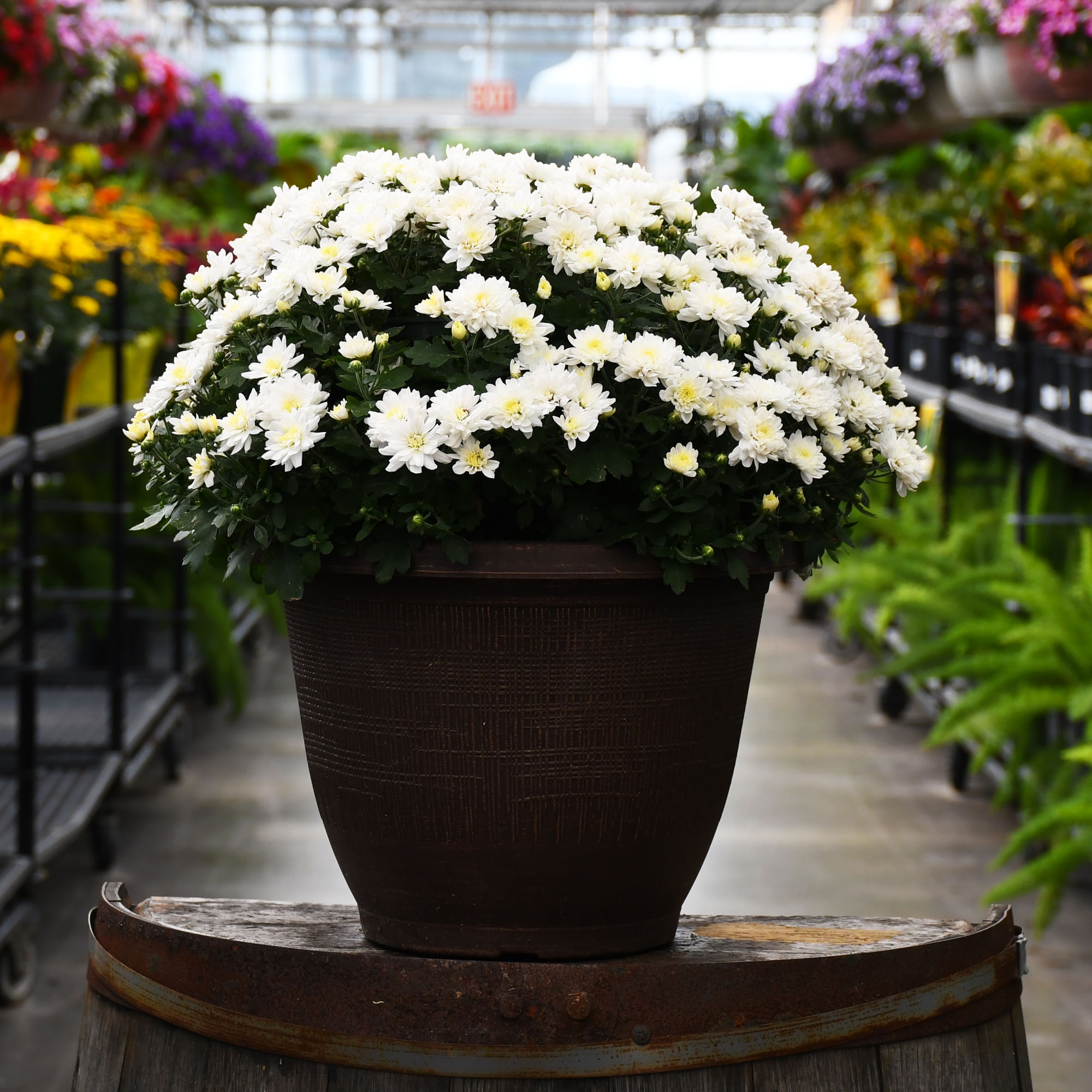 13" MUM WHITE