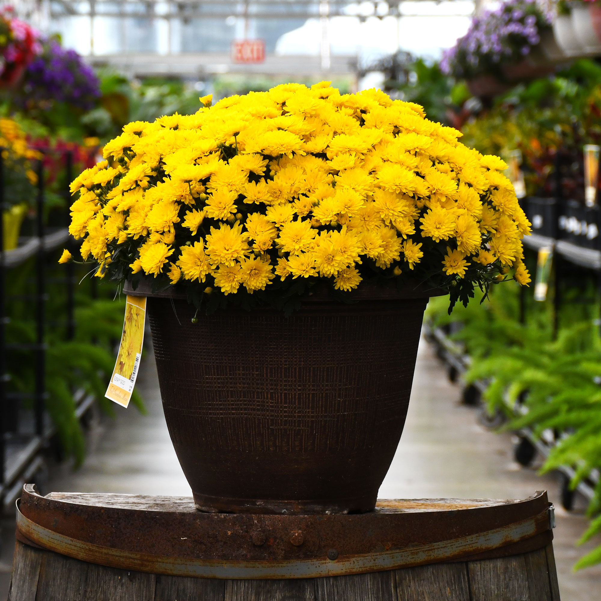 13" MUM YELLOW