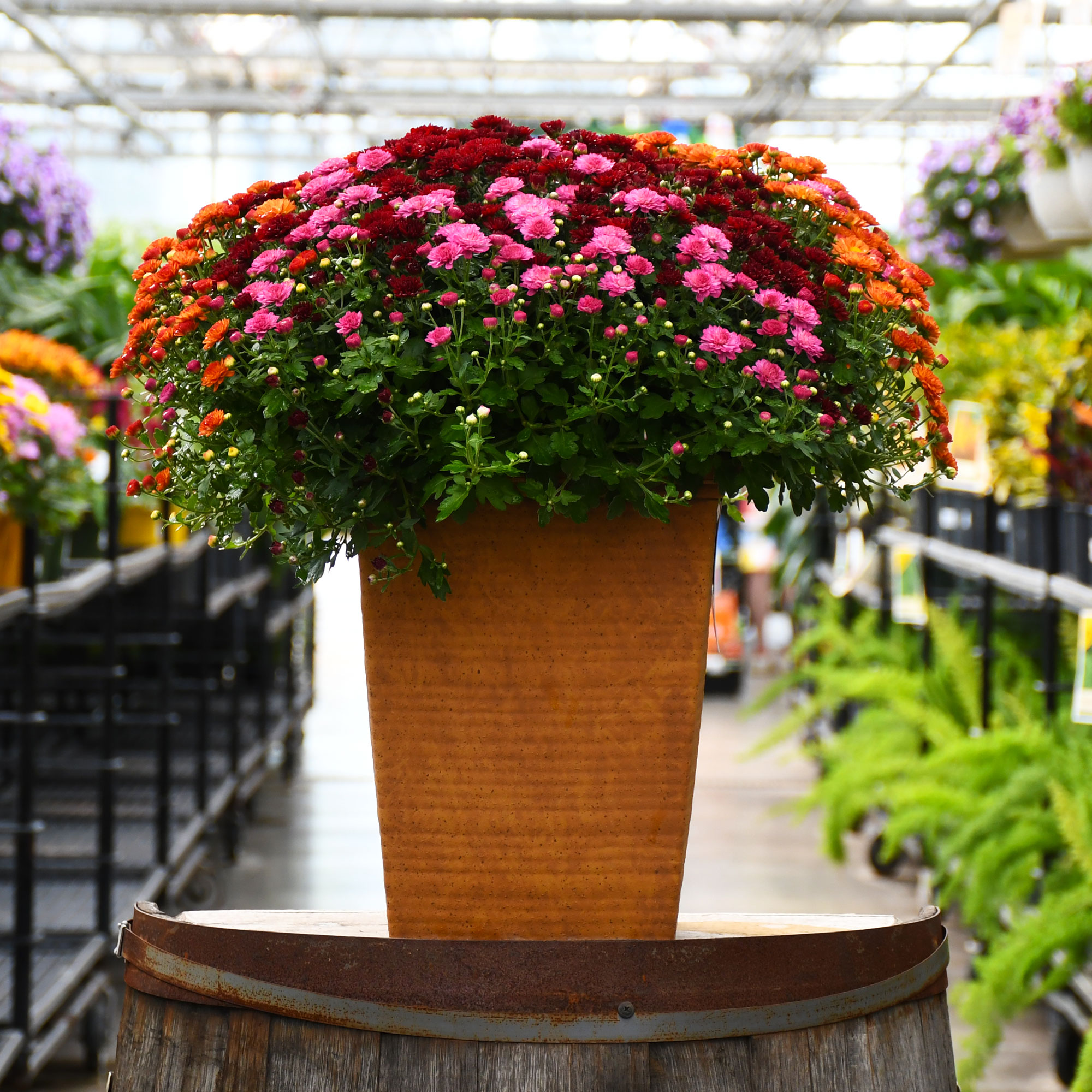 MUM-TUB SQUARE TALL TRICOLOR