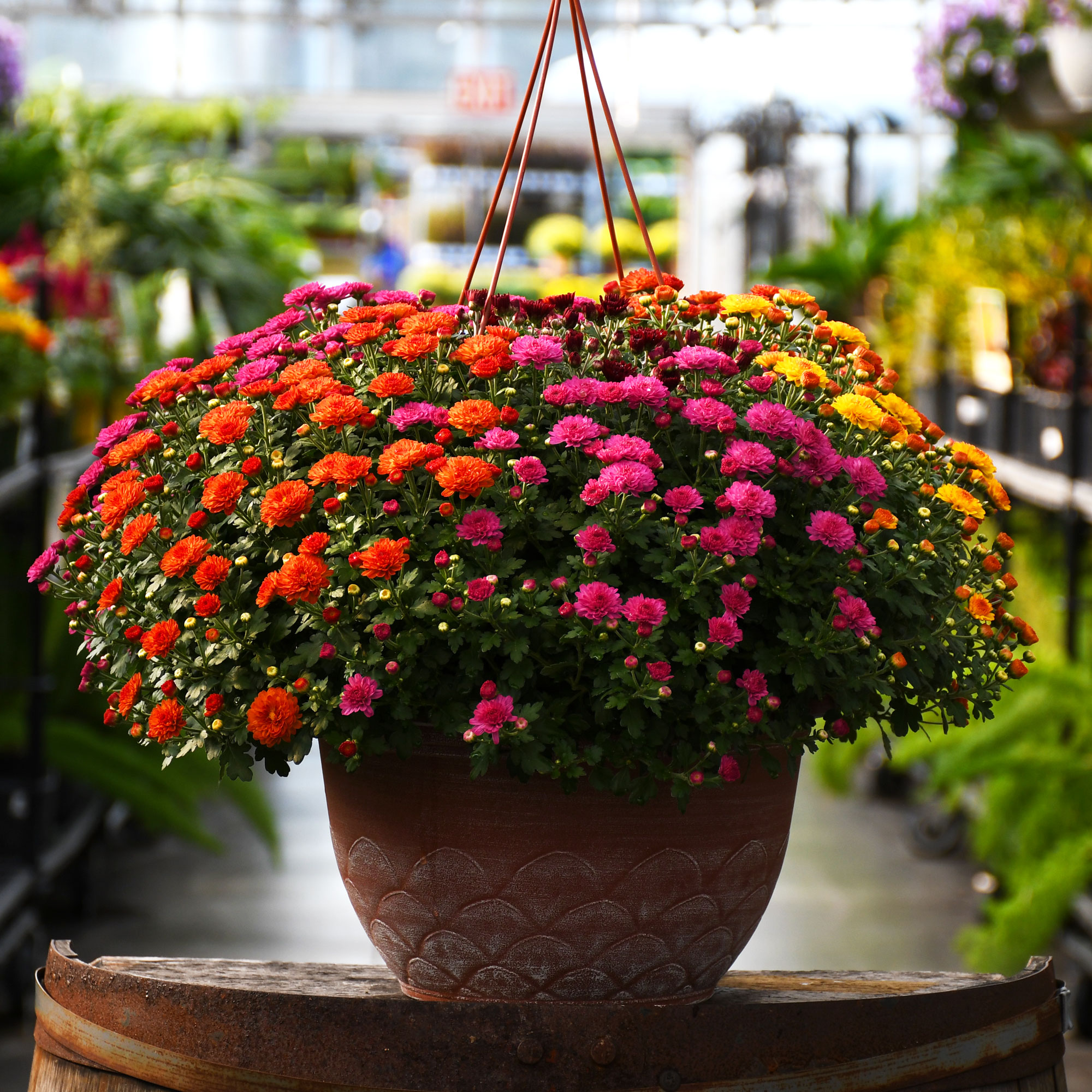 MUM-HB MIX TRICOLOR
