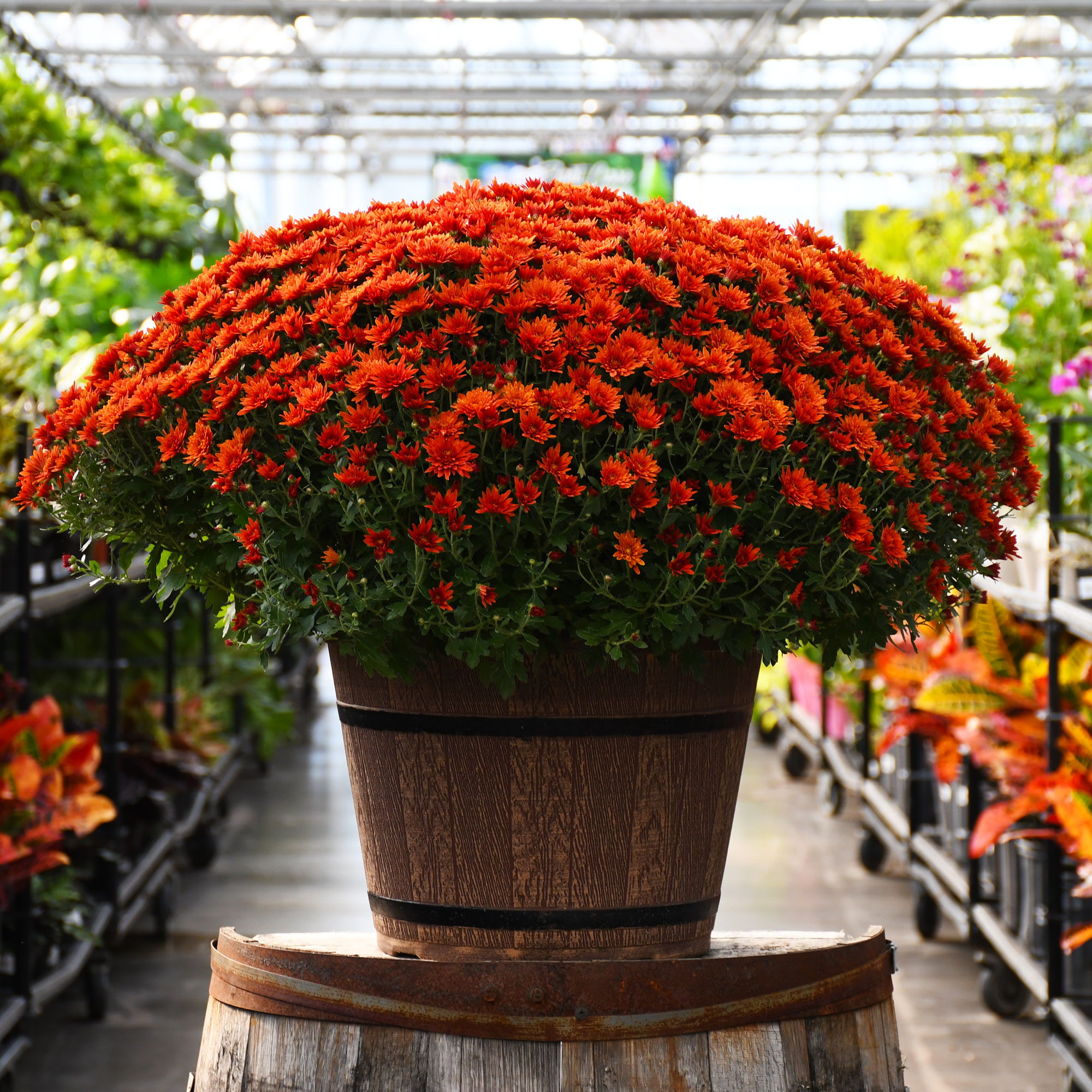 16" MUM ORANGE/BRONZE