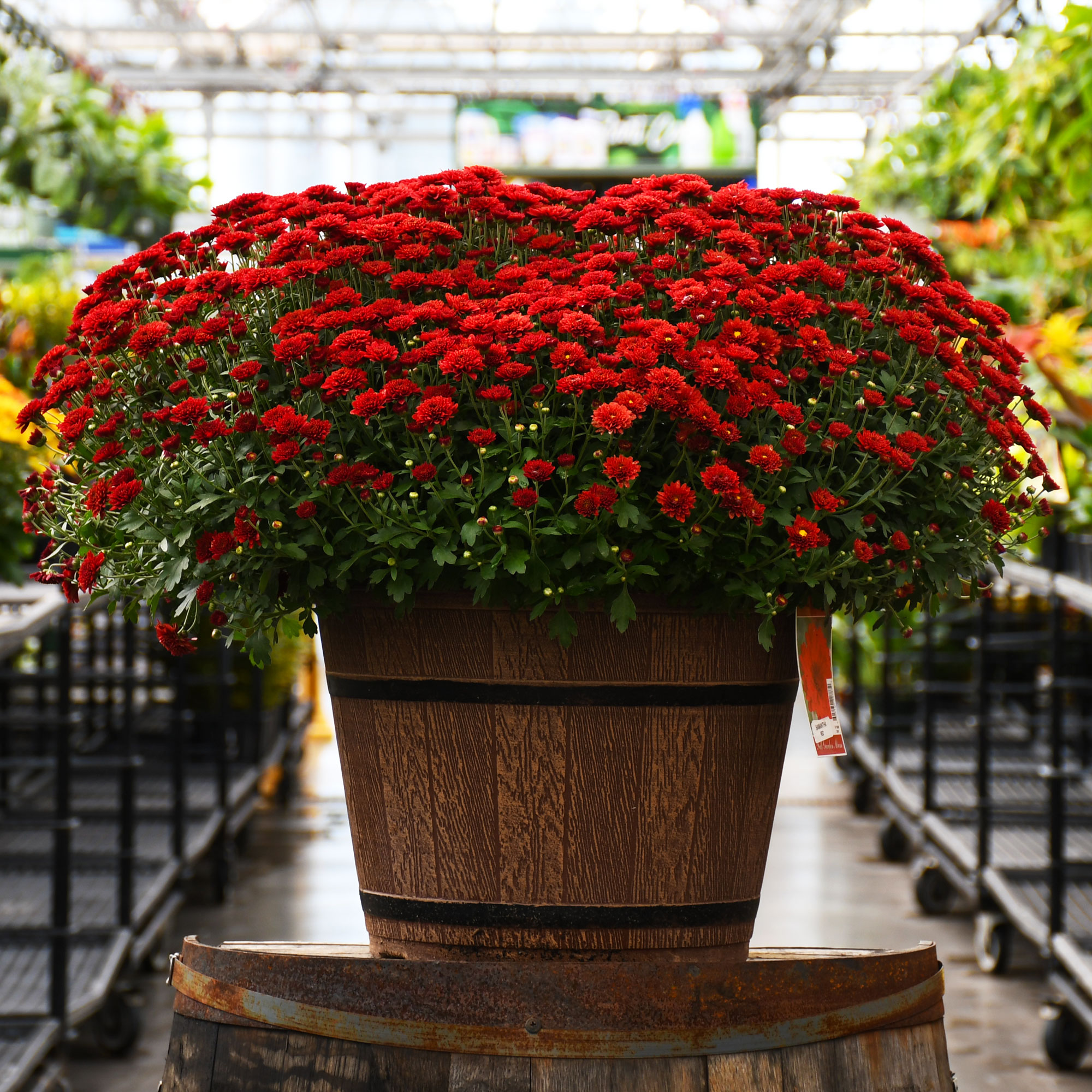 16" MUM RED