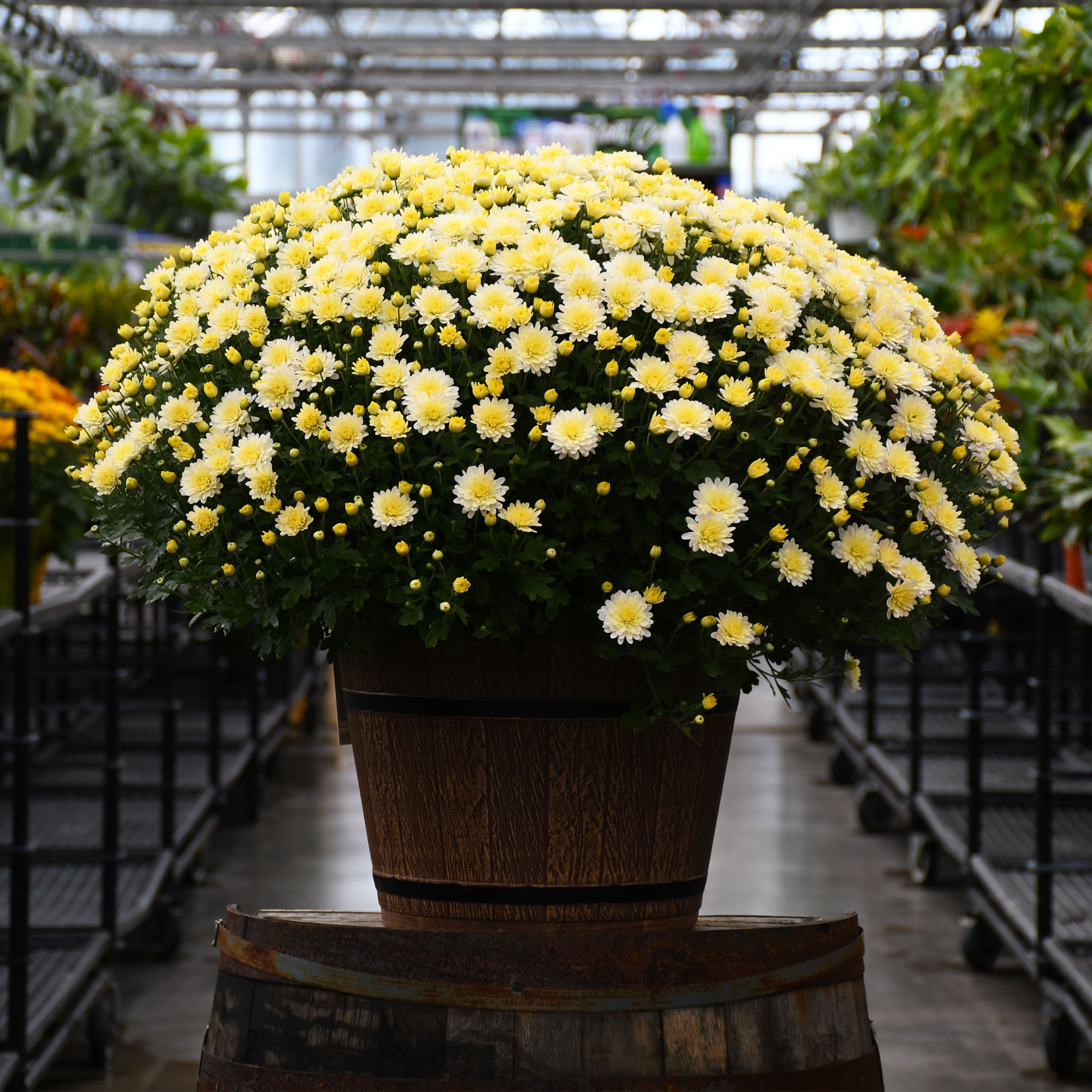 16" MUM WHITE