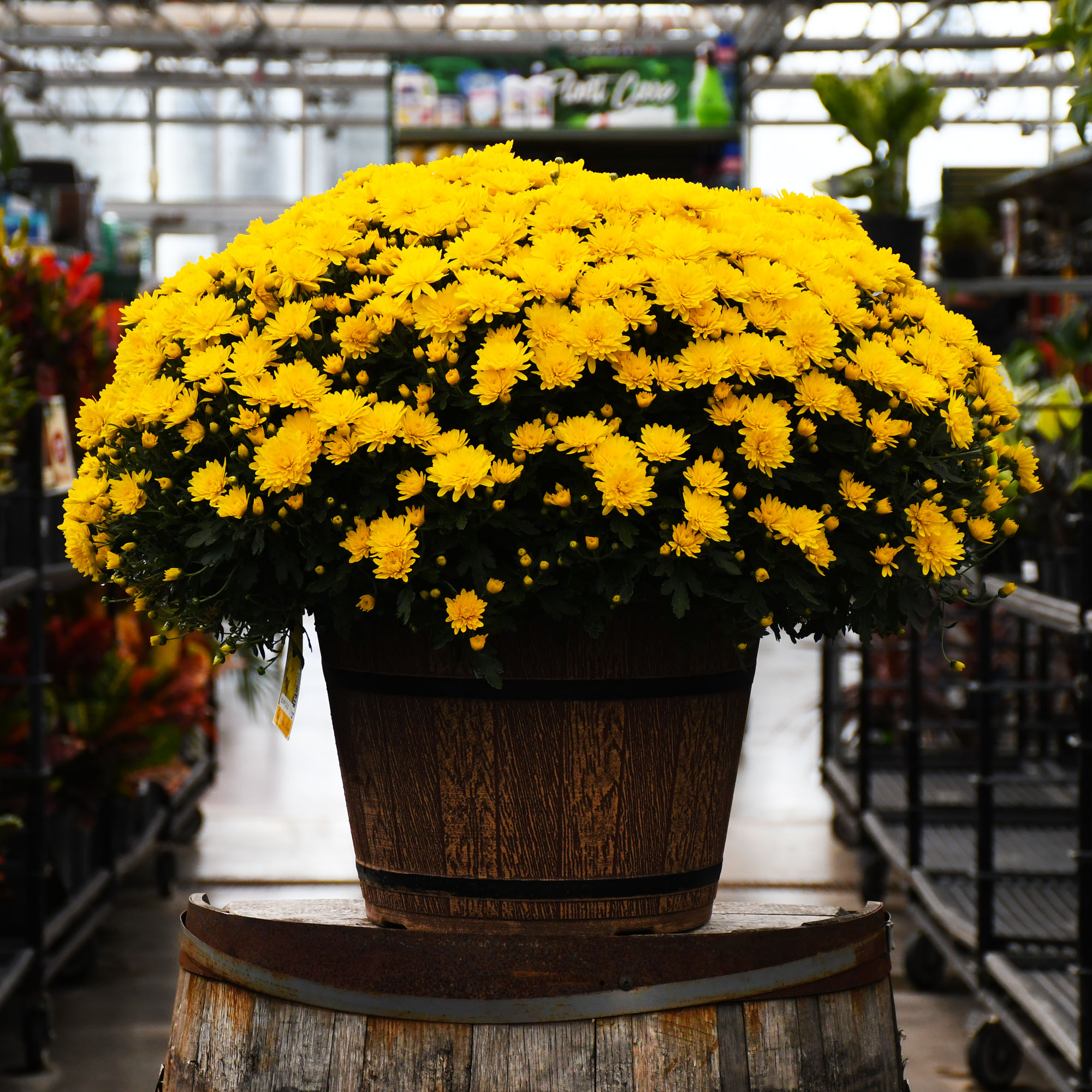 16" MUM YELLOW