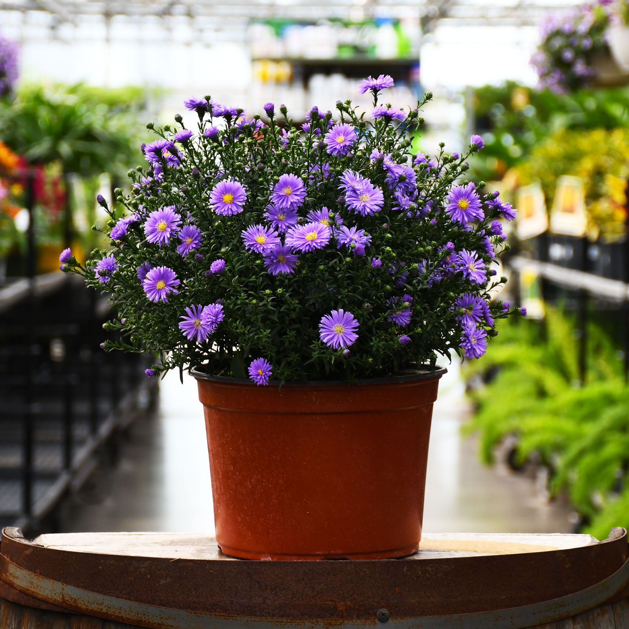 9" ASTER BLUE ANNUAL