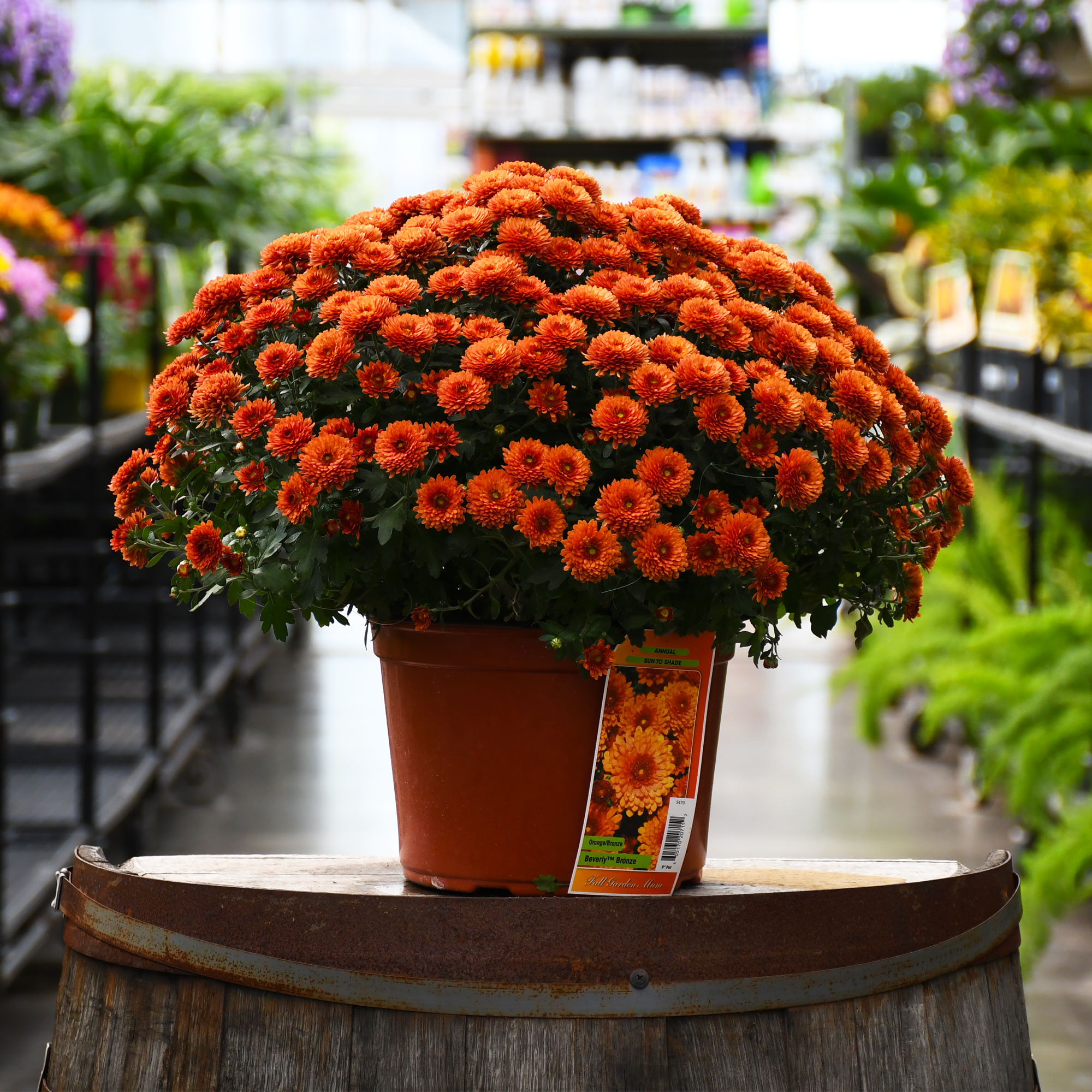 9" MUM ORANGE/BRONZE