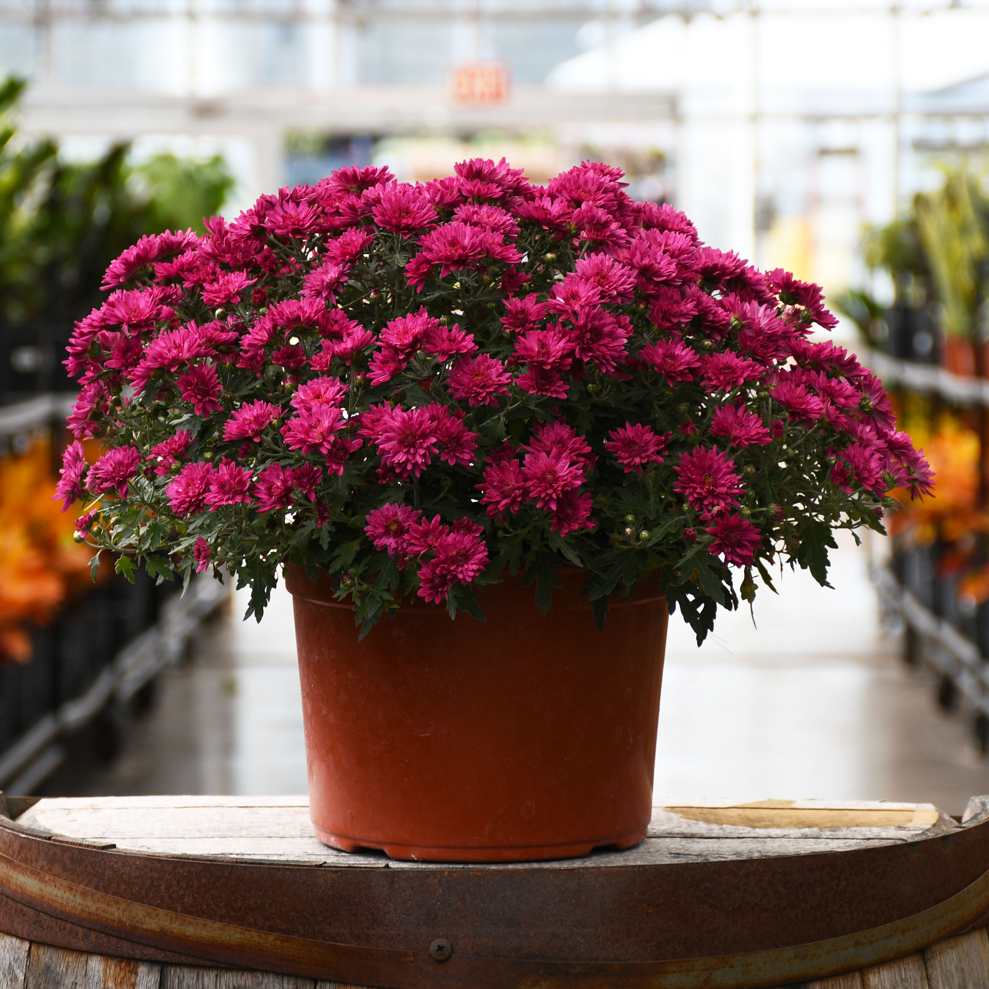 9" MUM PURPLE