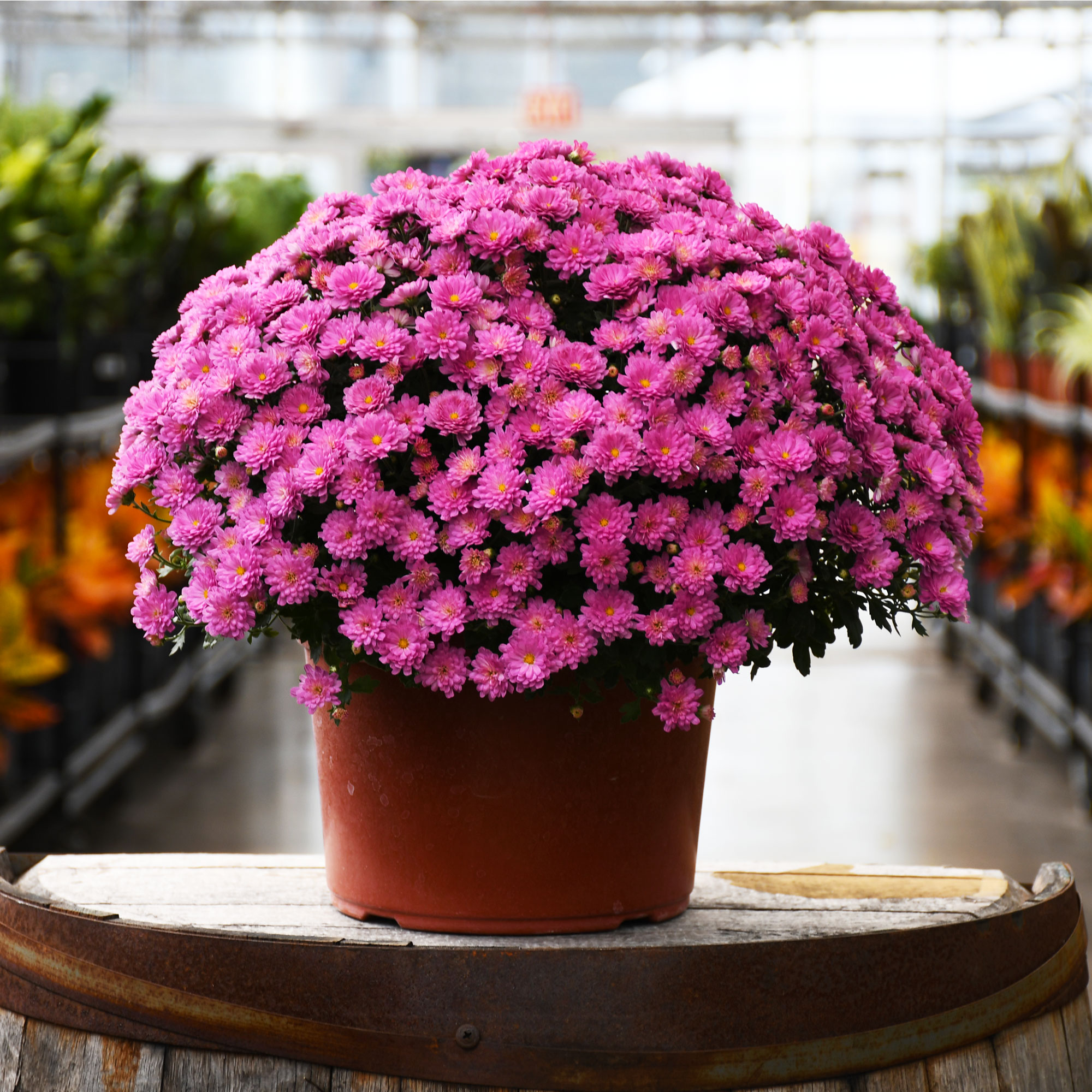 9" MUM PINK
