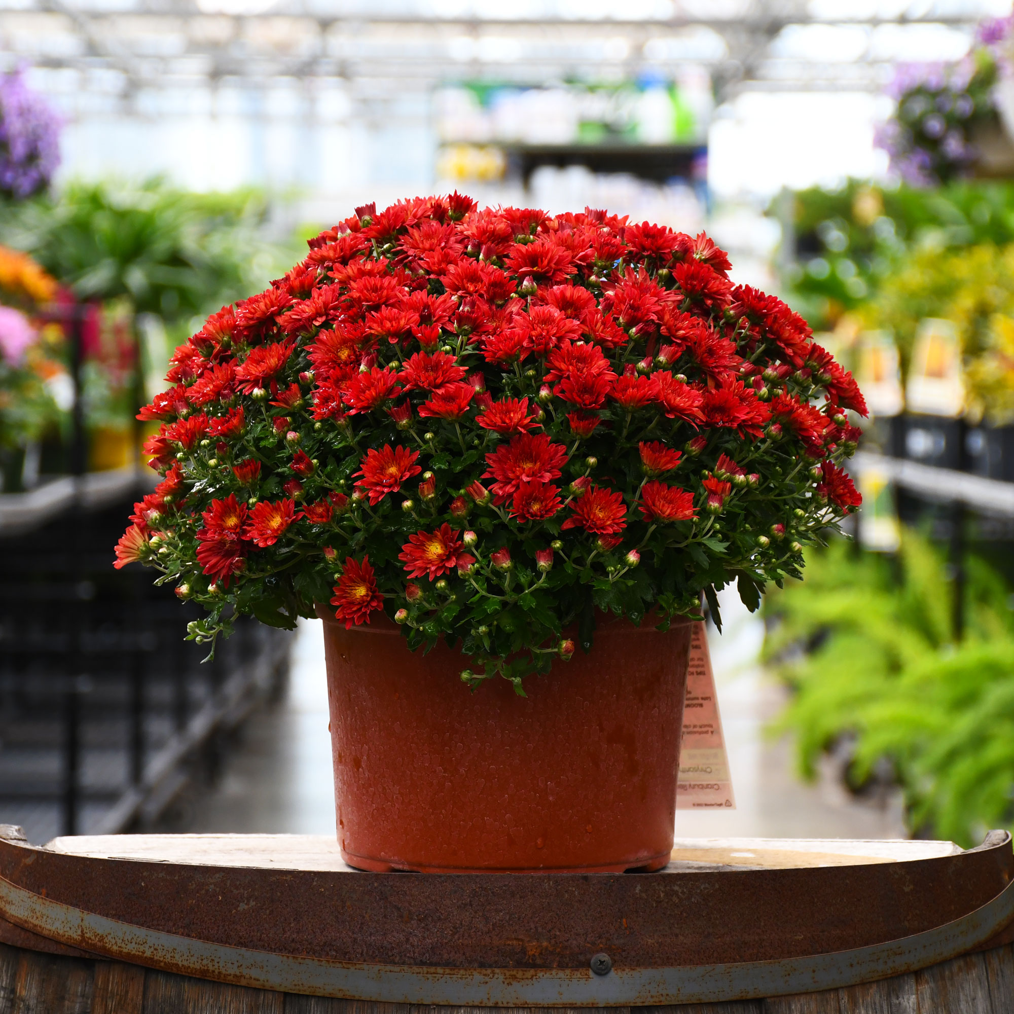 9" MUM RED
