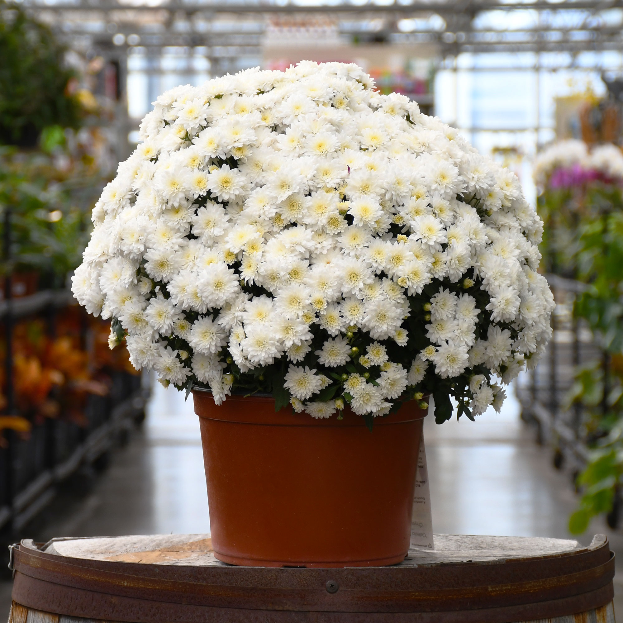 9" MUM WHITE