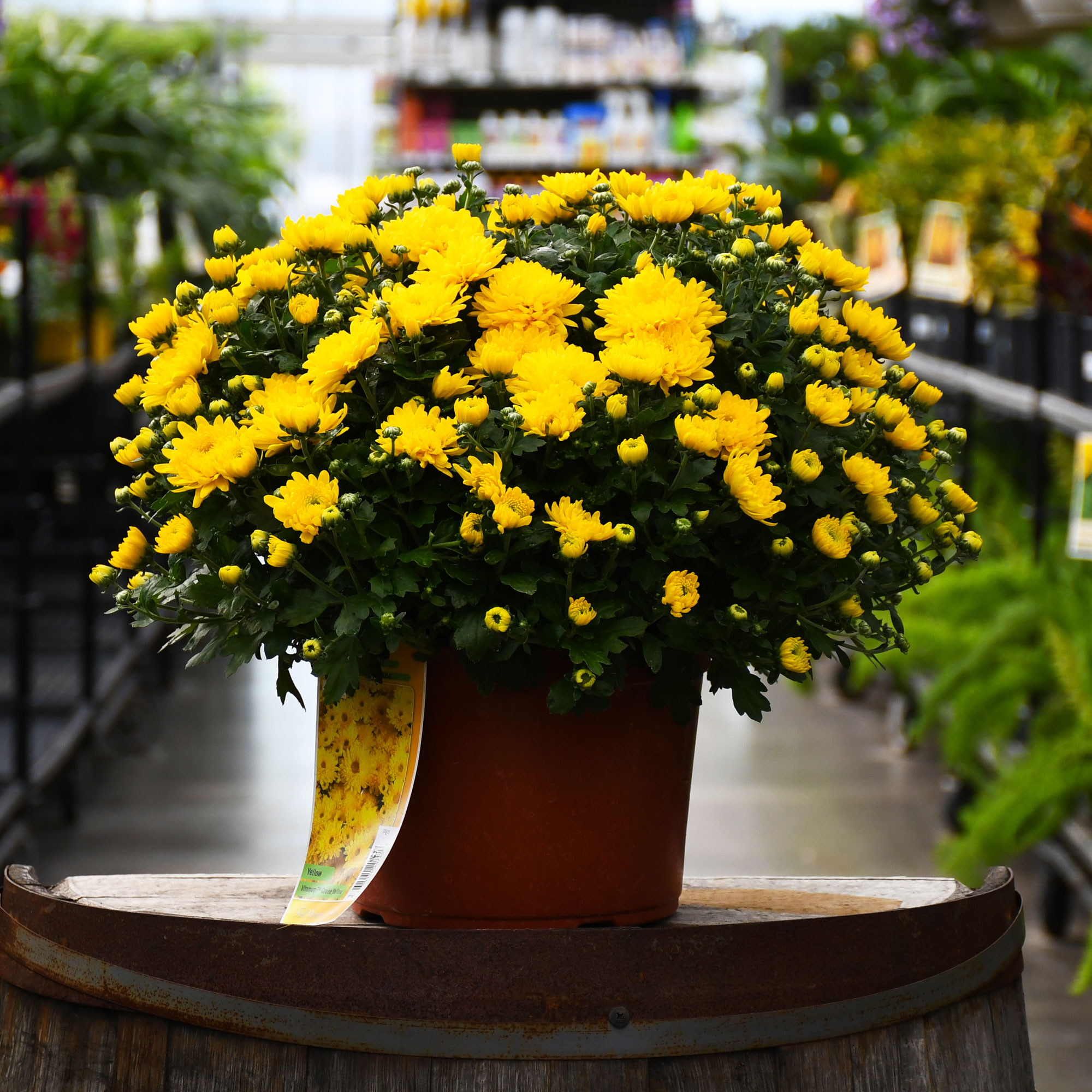 9" MUM YELLOW