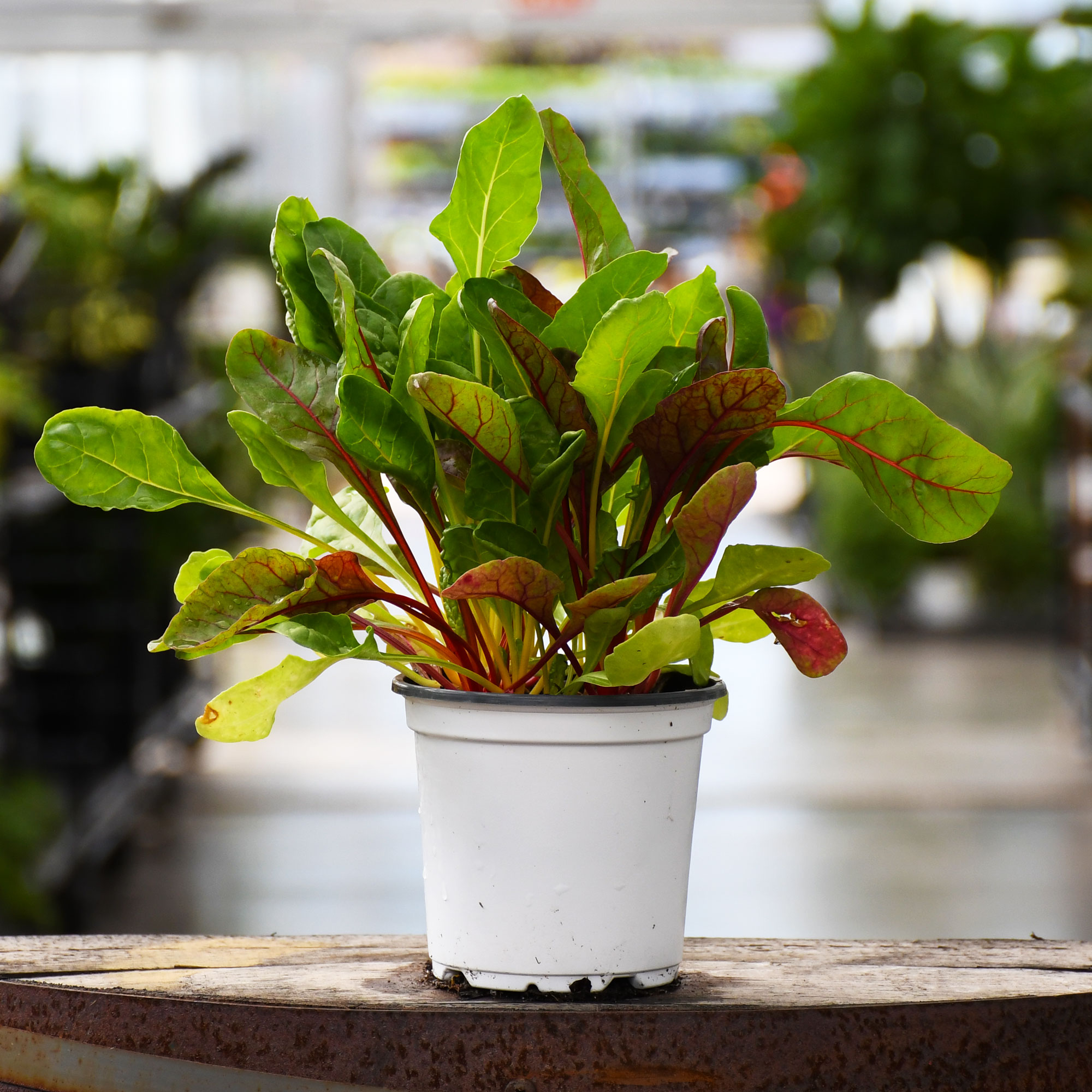4.75" SWISS CHARD CELEBRATION