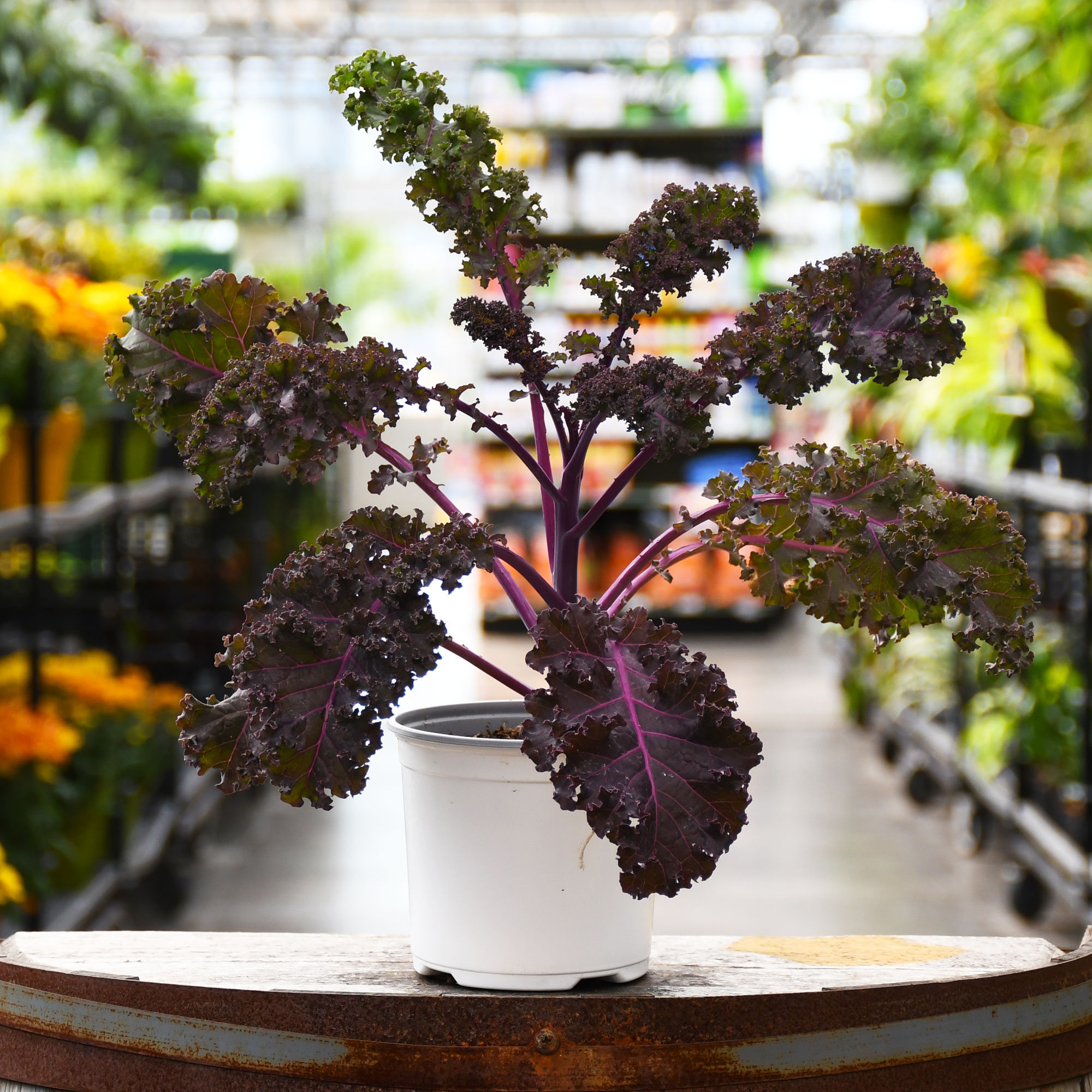 5.25" KALE REDBOR