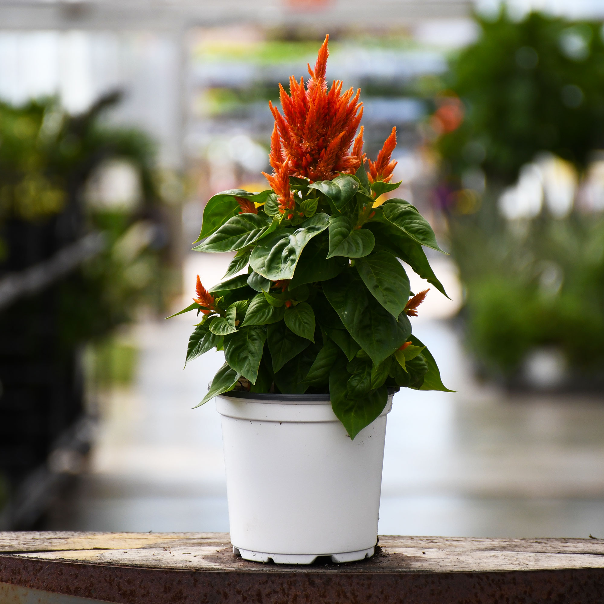 4.75" CELOSIA FLAMMA ORANGE