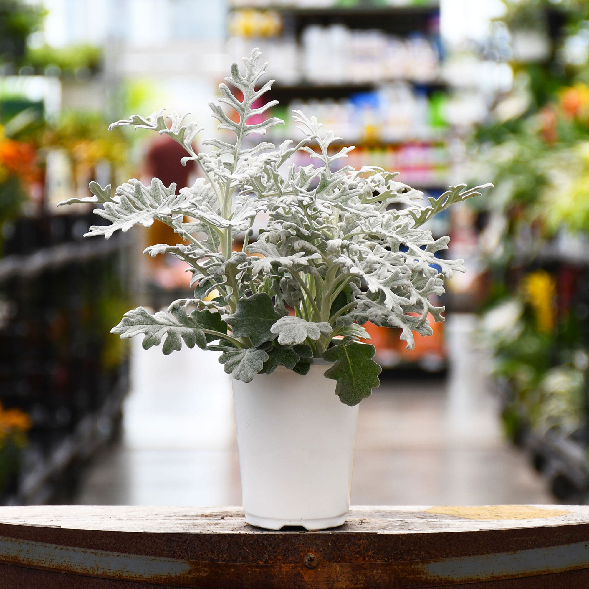 4.75" DUSTY MILLER