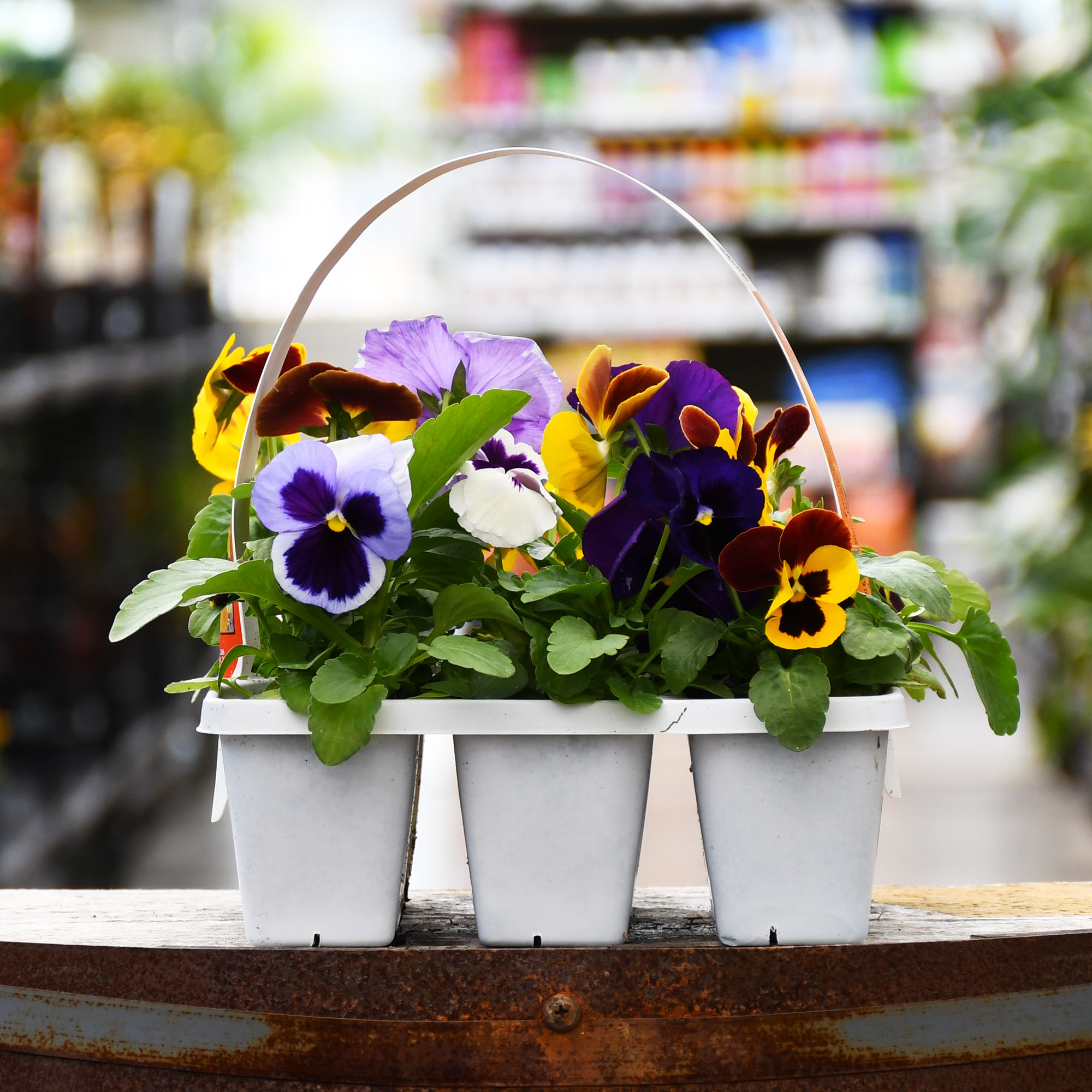 306 PANSY MIX PAC