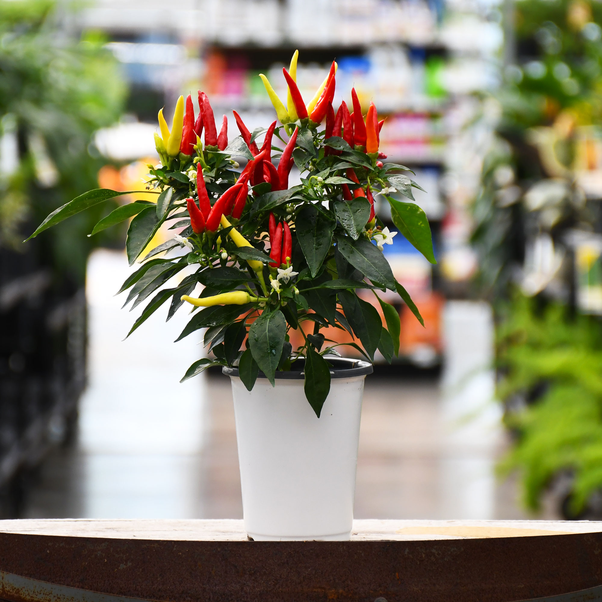 4.75" PEPPERS CHILLY CHILI