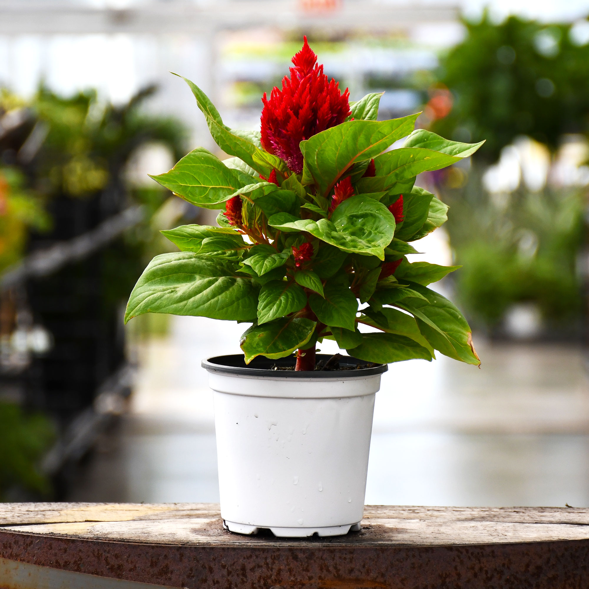 4.75" CELOSIA FLAMMA RED