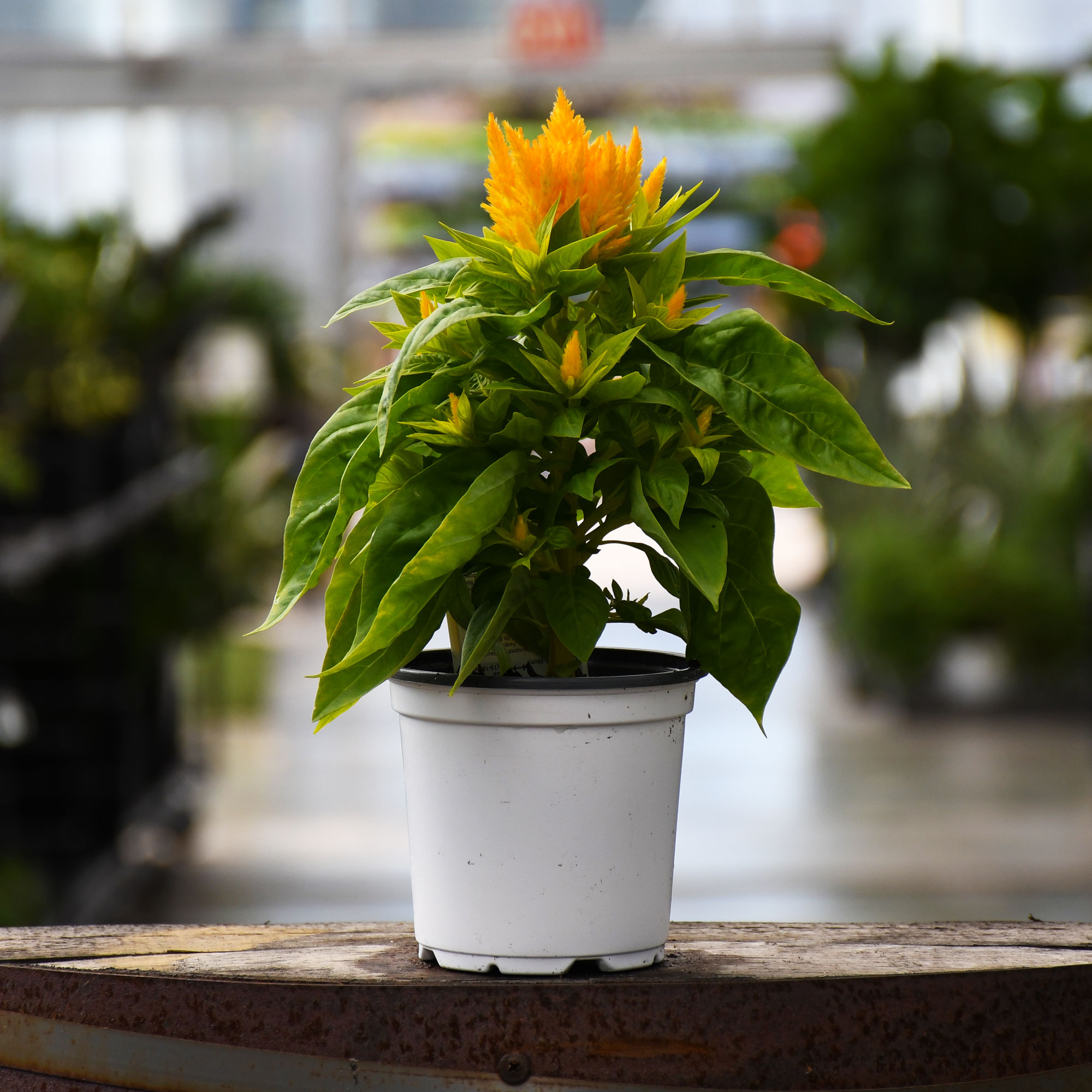 4.75" CELOSIA FLAMMA GOLDEN