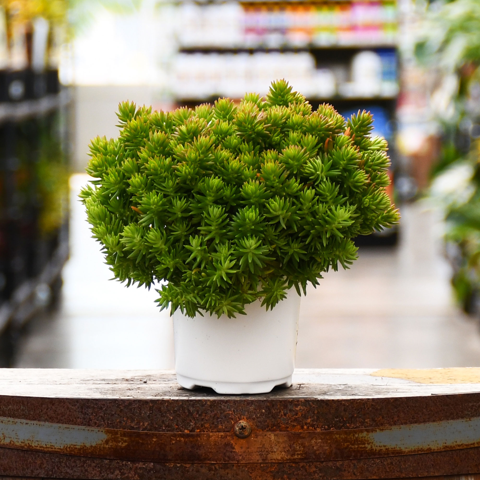 4.75" SEDUM LEMON BALL