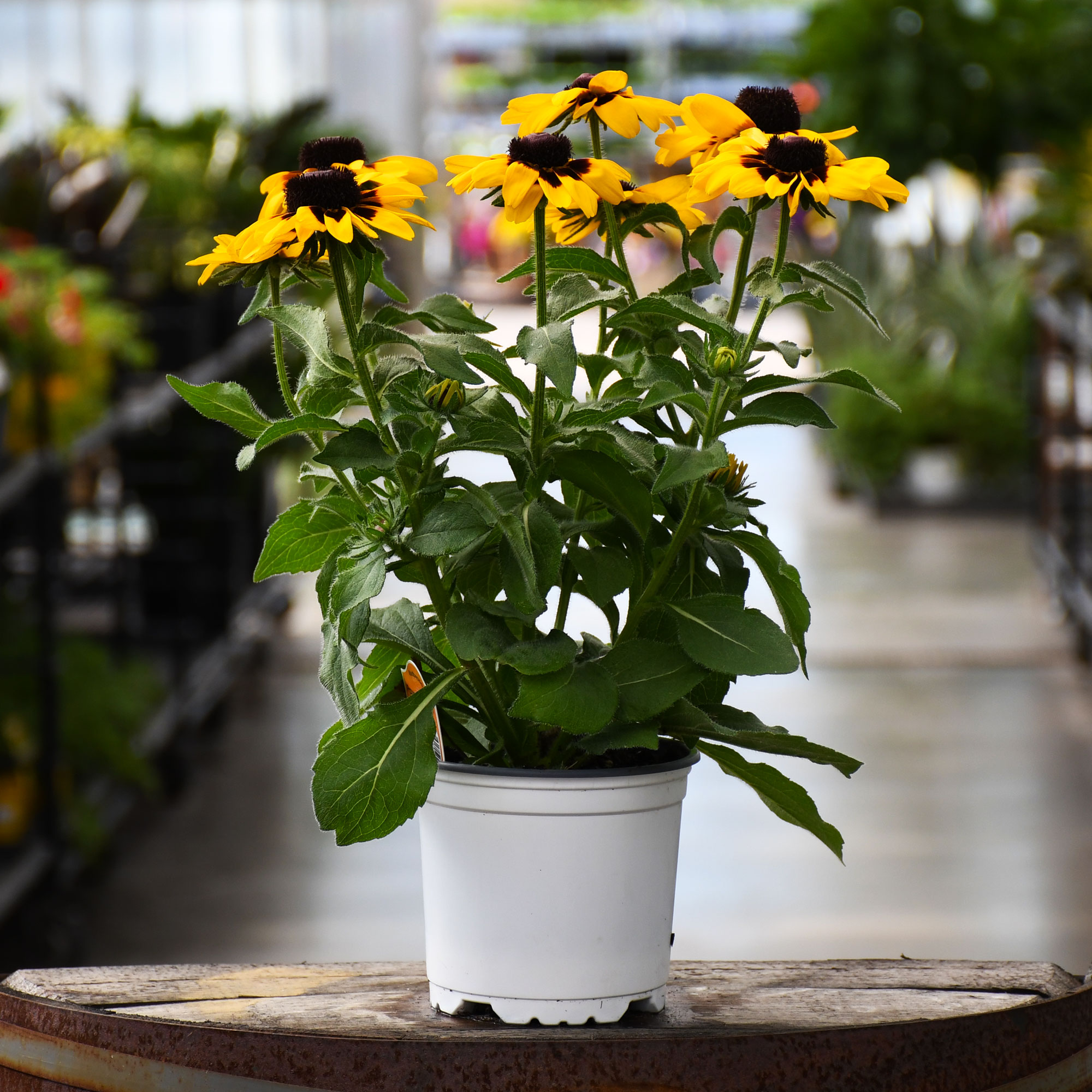 5.25" RUDBECKIA PAWNEE SPIRIT