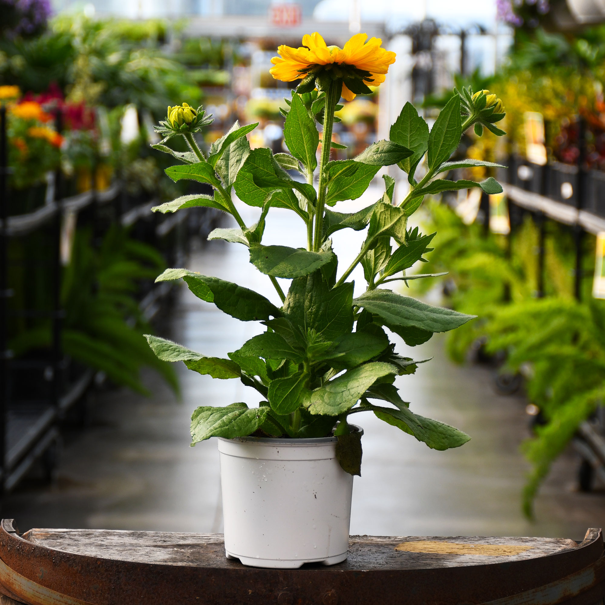 5.25" RUDBECKIA AMARILLO GOLD