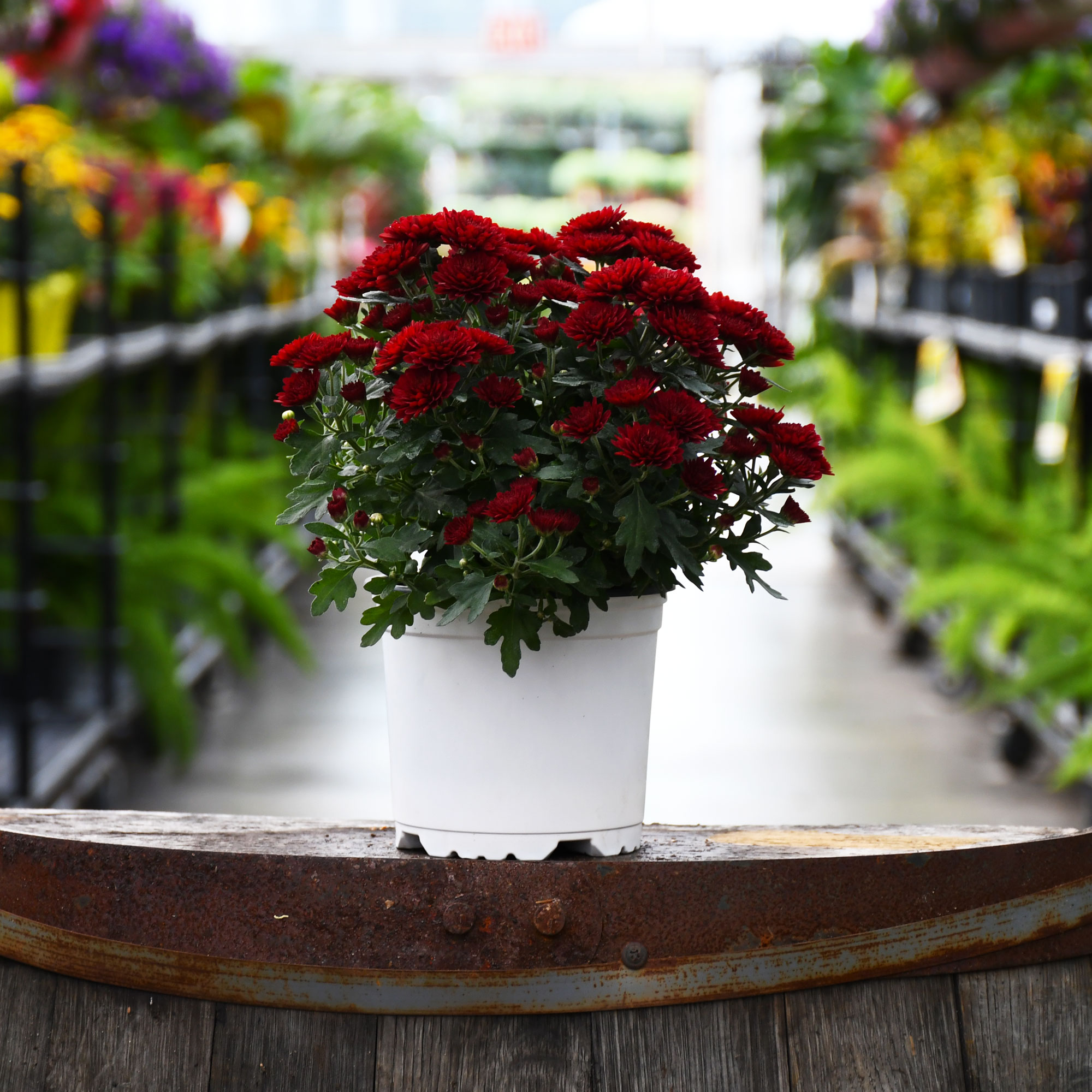5.25" MUM RED