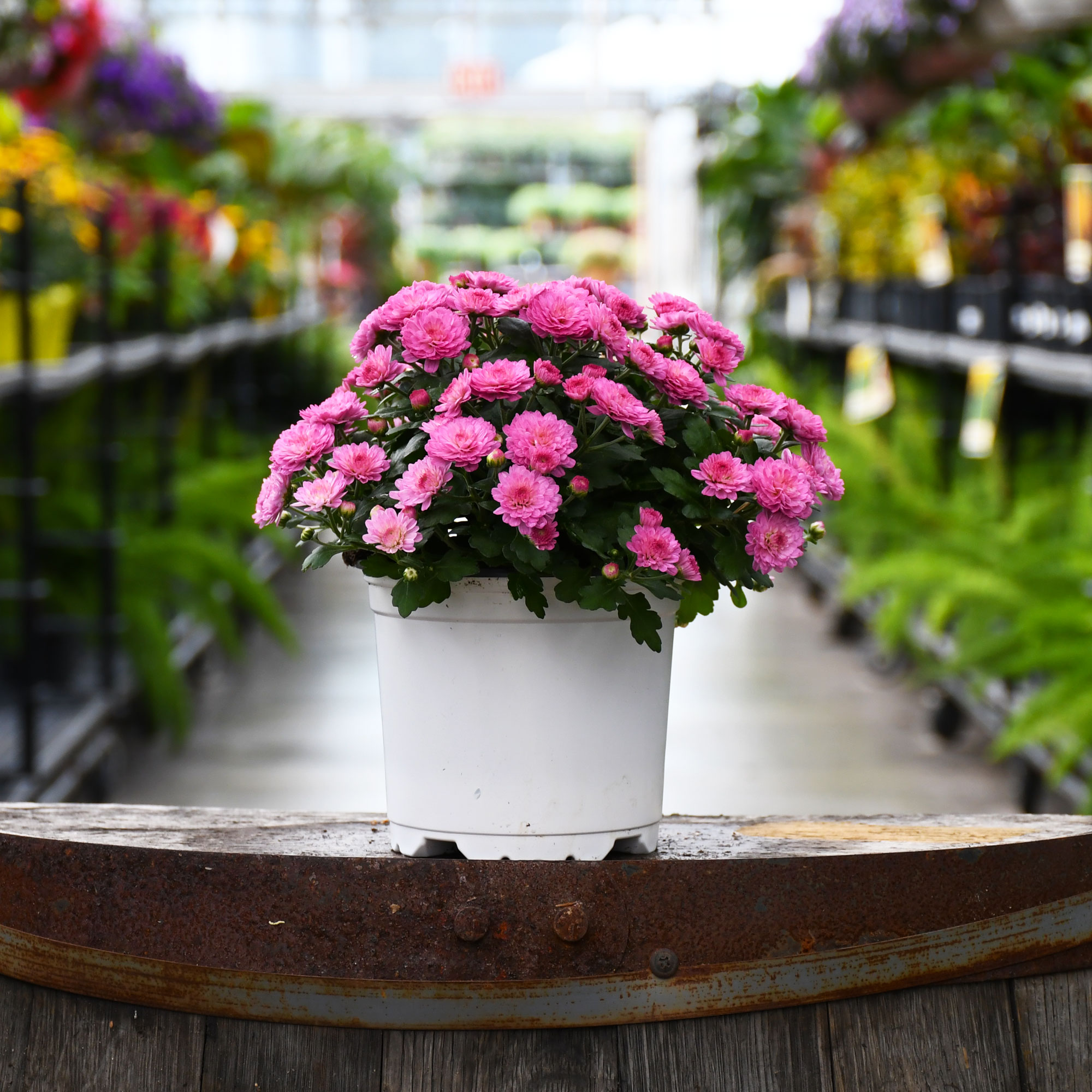 5.25" MUM PINK