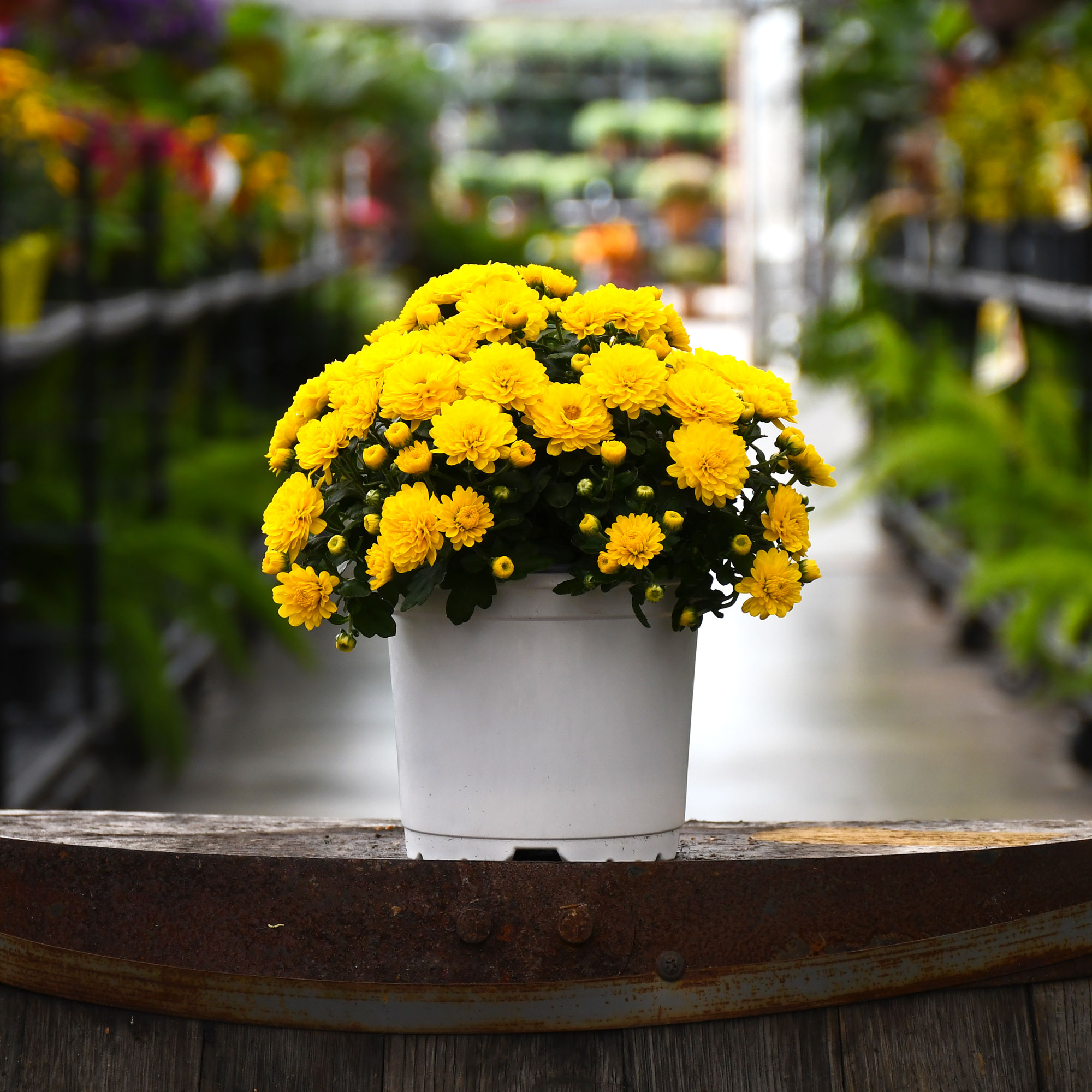 5.25" MUM YELLOW