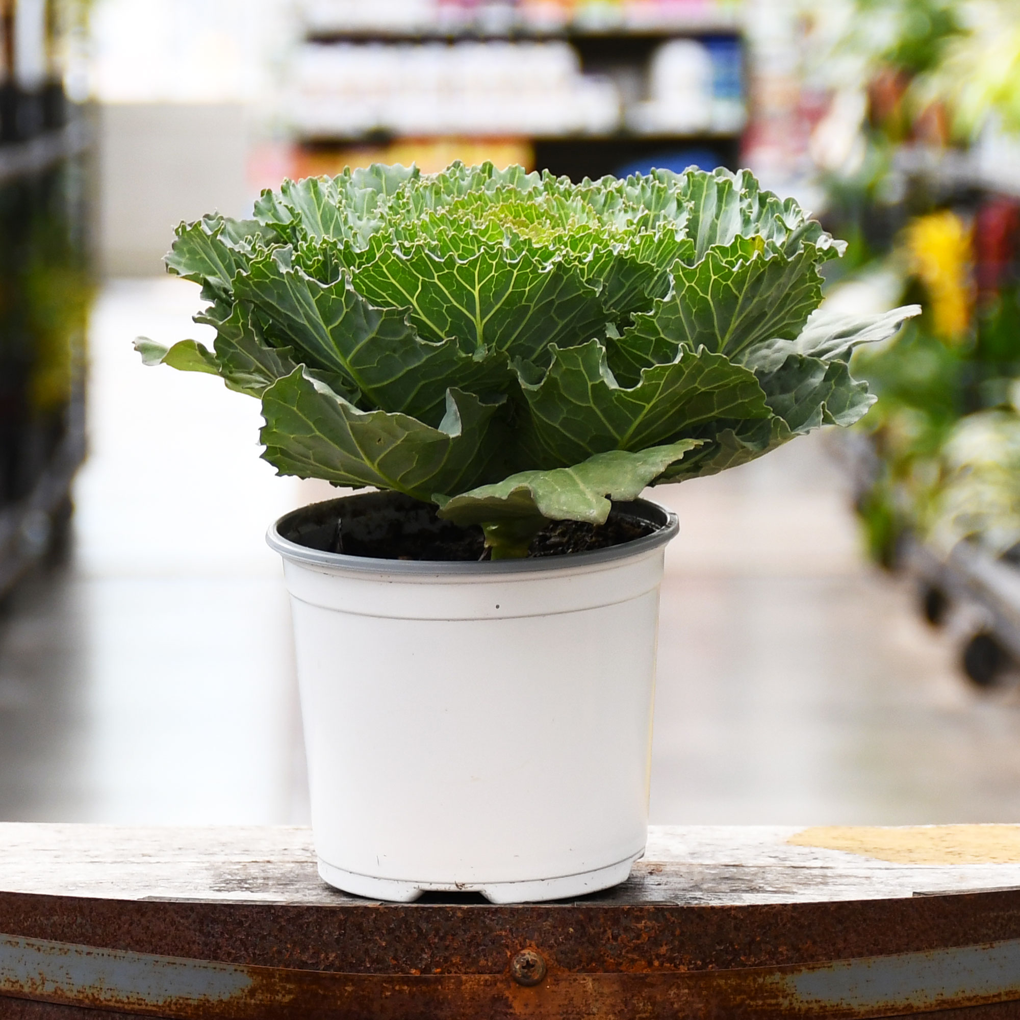 5.25" KALE SONGBIRD WHITE