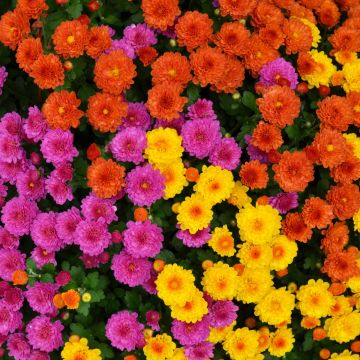 Fall Mums