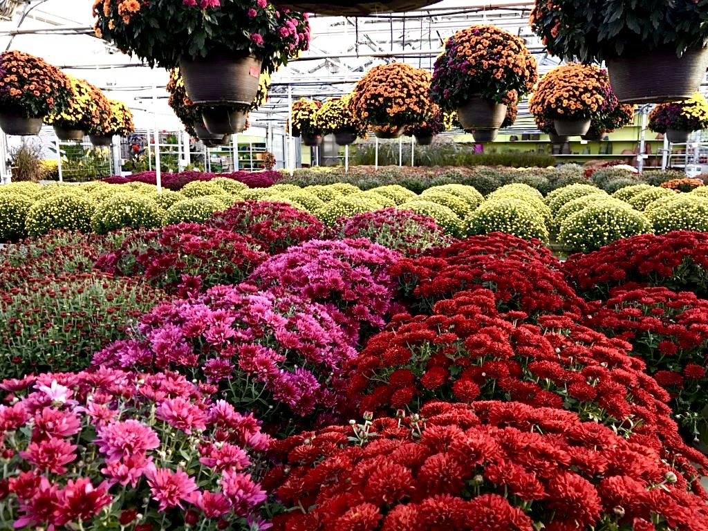 Fall Annuals