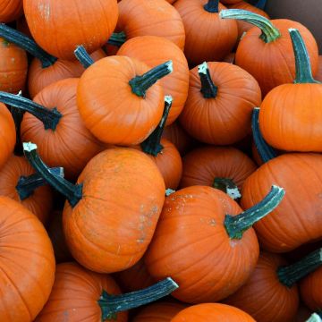 PIE PUMPKIN  