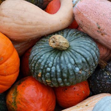SPECIALTY PUMPKINS