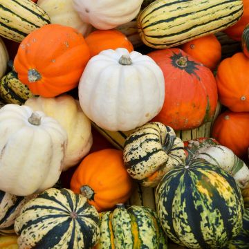 SQUASH