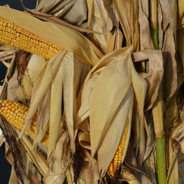 CORN STALK