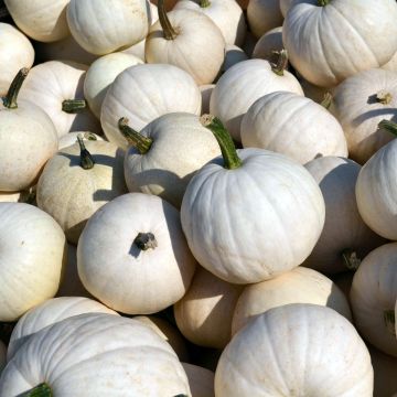 WHITE PIE PUMPKIN