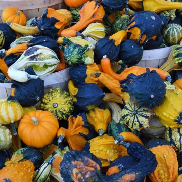 GOURDS 