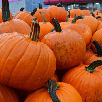 STANDARD PUMPKIN MEDIUM
