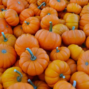 MINI PUMPKIN